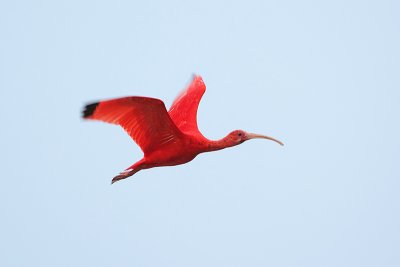 Vermiljoen rode ibis