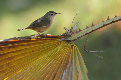 Southern house wren