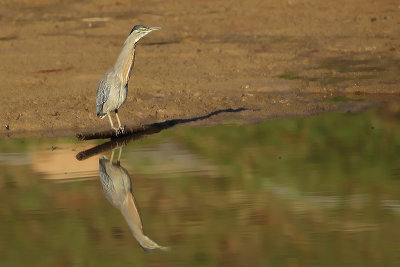 Groene reiger