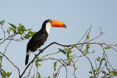 Toco toucan