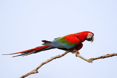 Red and green macaw