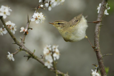 songbirds