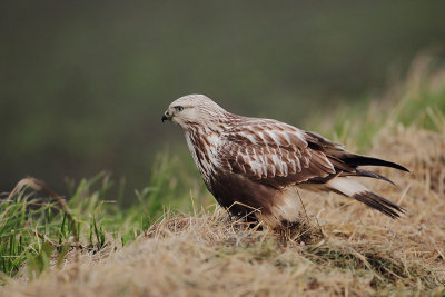 Ruigpootbuizerd