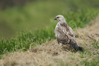 Ruigpootbuizerd