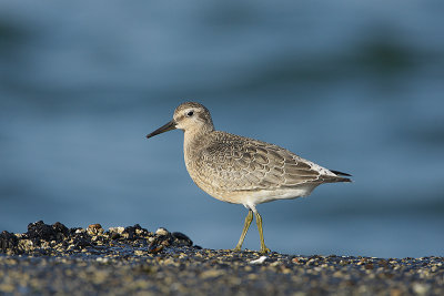 Kanoetstrandloper