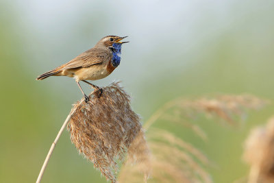 Blauwborst