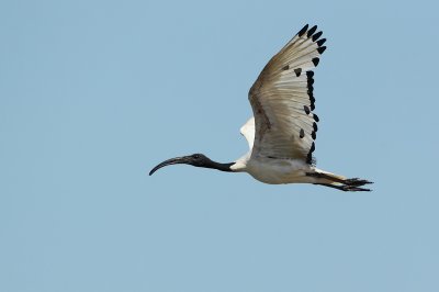 Heilige-ibis