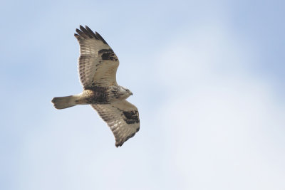 Ruigpootbuizerd