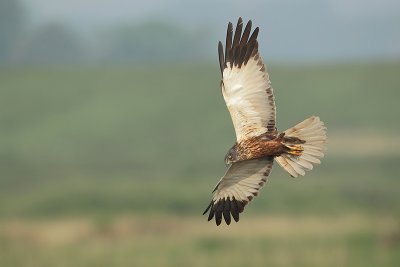 Bruine-kiekendief