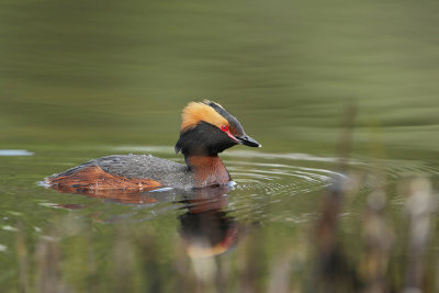 Kuifduiker