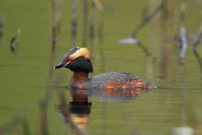 Kuifduiker