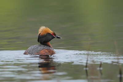 Kuifduiker