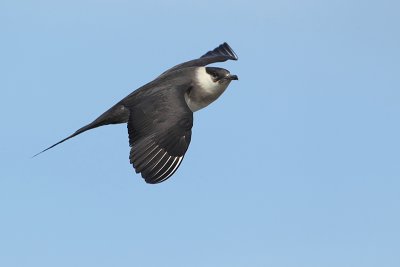 Kleine jager