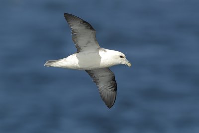 Noordse stormvogel