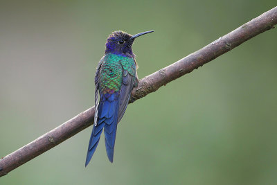 Zwaluwstaart kolibrie 
