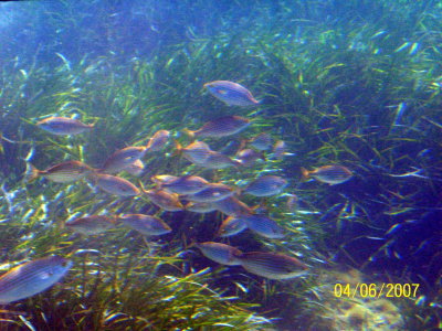 Rafa i ryby przy wyspie de Port Cros z batyskafu / underwater adventure in the bathyscaphe 