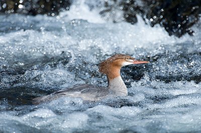 Grand harle - Common merganser - Mergus merganser