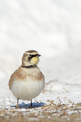 Alouette hausse-col - Horned lark - Eremophila alpestris