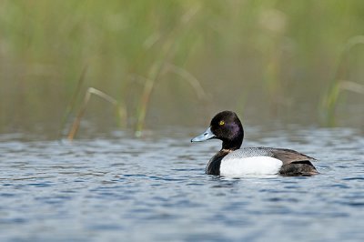 Petit fuligule - Lesser scaup - Aythya affinis