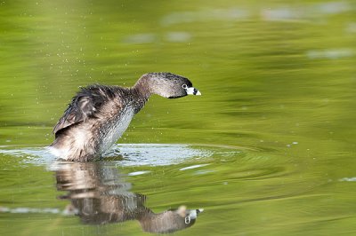 Grèbe à bec bigarré - Pied-billed grebe - Podilymbus podiceps