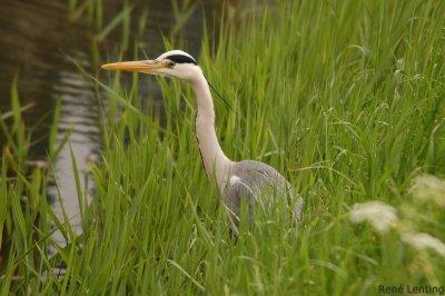 Blauwe Reiger