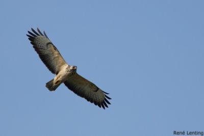 Buizerd
