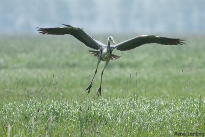 Blauwe Reiger