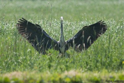 Blauwe Reiger