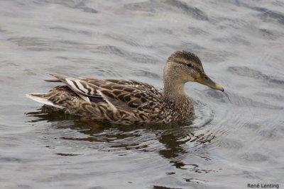 Wilde Eend ♀