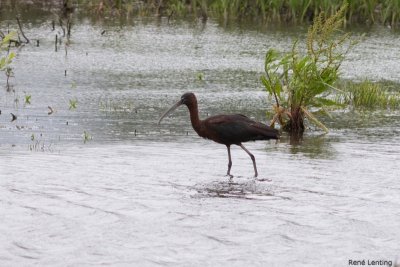 Zwarte Ibis