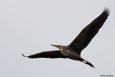 Purperreiger