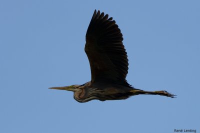 Purperreiger