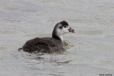 Meerkoet