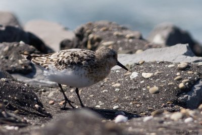 Drieteenstrandloper