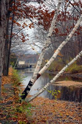 FeederBirches.jpg
