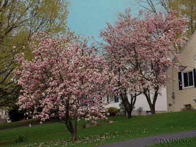 Pink Trees.jpg
