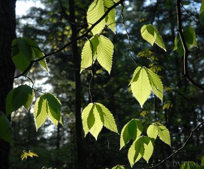 Backlit_Leaves.jpg