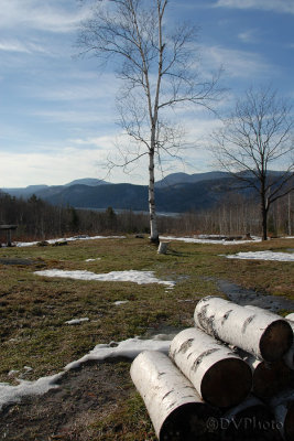 BirchPile.jpg
