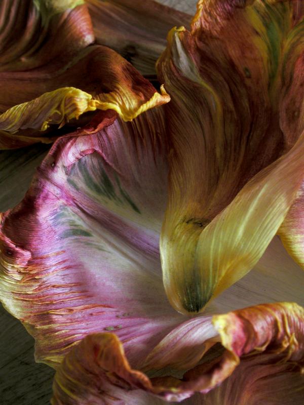 tulip
