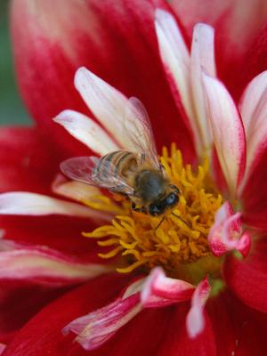 dahlia bee