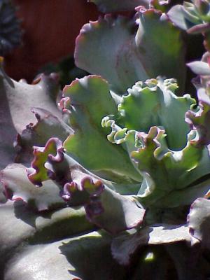 echevaria