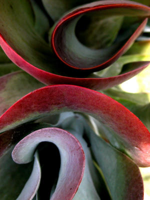 kalanchoe abstract 1