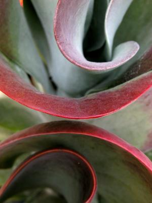 kalanchoe abstract 2