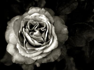 B&W rose