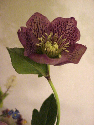 hellebore