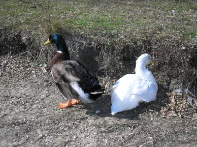 Duck005.JPG