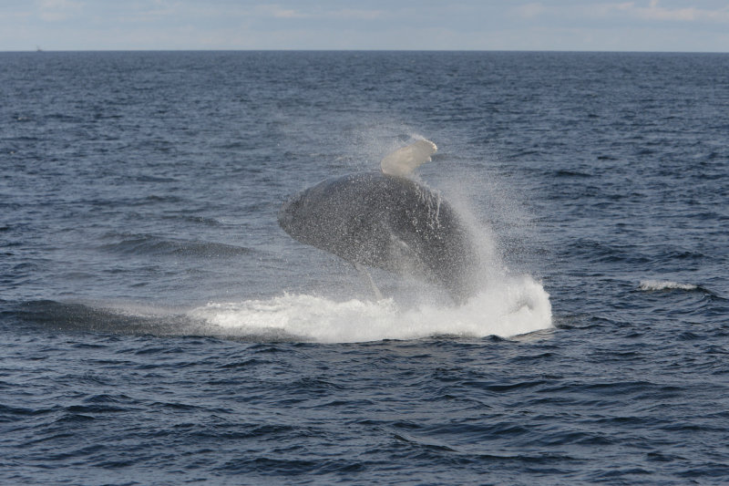 Humpback Whale - Pukkelhval