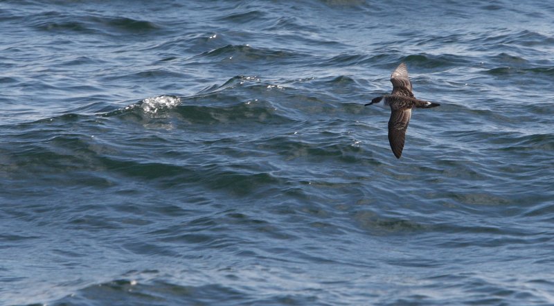 Great Shearwater - (Puffinus gravis) - Storskrpe