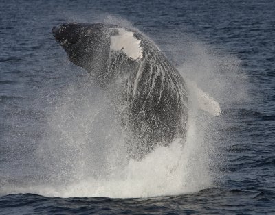 Cape Cod, Whale-trip