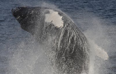 Cape Cod, Whale-trip